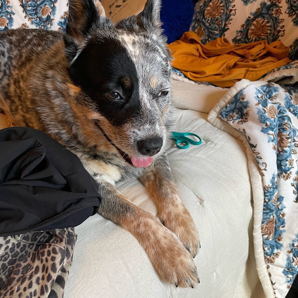 Creti Chic Floral Sleeveless Dress in SZ M - Picture 11 of 11